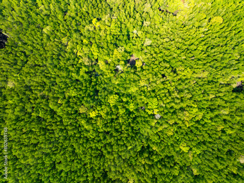 Top view mangrove forest nature background © panya99