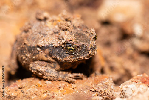 The cane toad, also known as the giant neotropical toad or marine toad, is a large, terrestrial true toad native to South and mainland Central America. photo