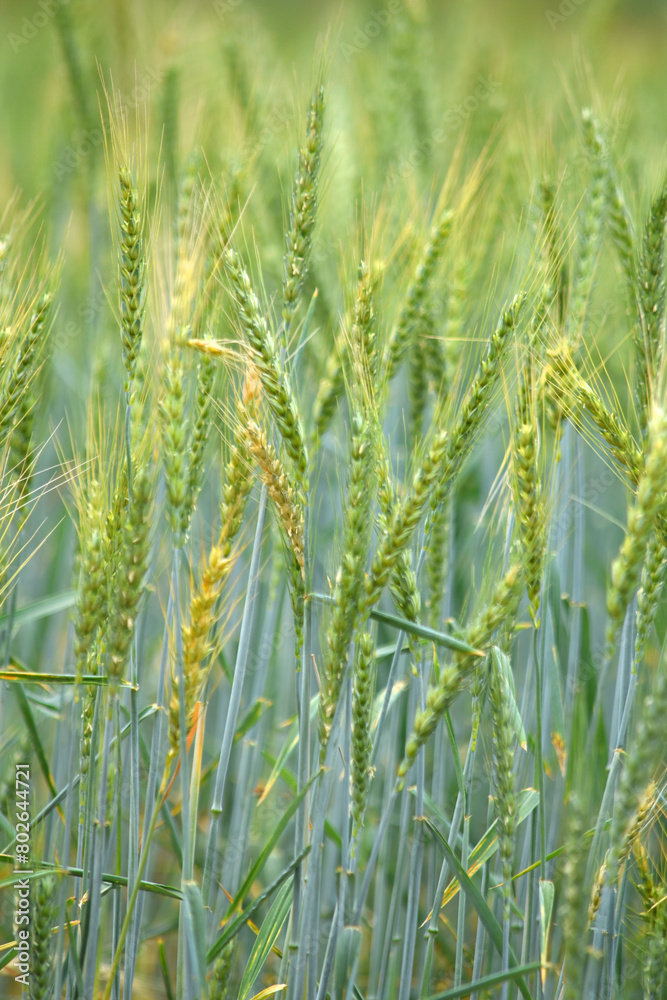 Green wheat field close up image, Green Wheat whistle, Wheat bran fields, agriculture, wheat field Pakistan, closeup of green cereal field Green wheat field close up image, Green Wheat whistle, Wheat bran fields, agriculture, wheat field Pakistan, closeup of green cereal field