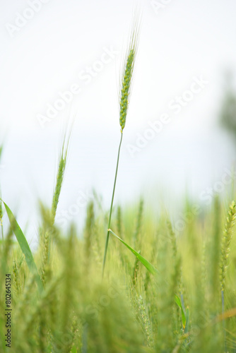 Green wheat field close up image  Green Wheat whistle  Wheat bran fields  agriculture  wheat field Pakistan  closeup of green cereal field