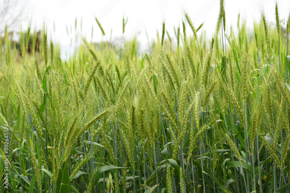 Green wheat field close up image, Green Wheat whistle, Wheat bran fields, agriculture, wheat field Pakistan, closeup of green cereal field Green wheat field close up image, Green Wheat whistle, Wheat bran fields, agriculture, wheat field Pakistan, closeup of green cereal field