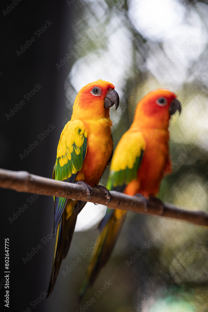 Obraz premium two parrots on a branch,red and yellow sun conure