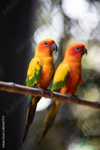 two parrots on a branch,red and yellow sun conure © jatuporn_apple