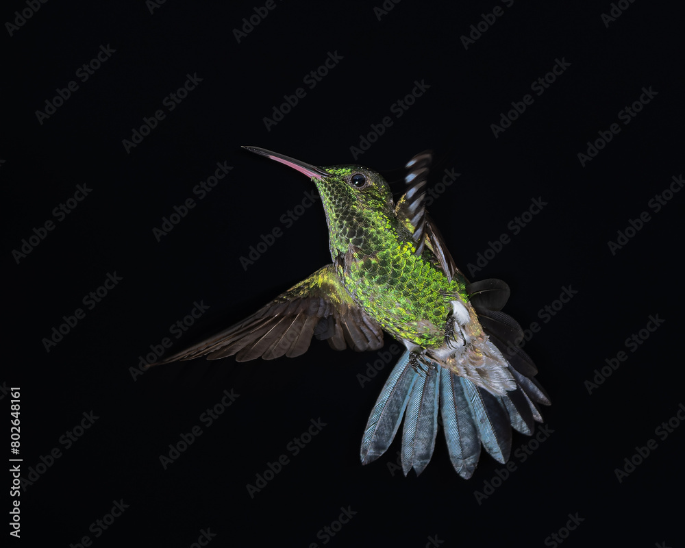 Fototapeta premium Saucerottia saucerottei