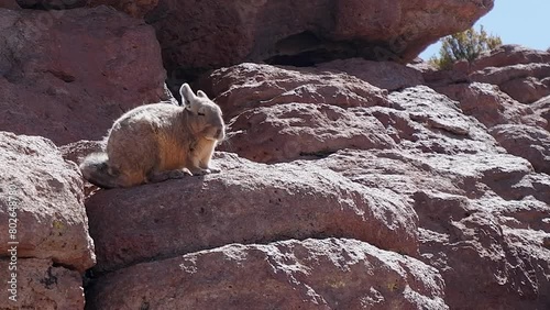 Adorable fuzzy Viscacha desert rabbit on rocks looks toward camera photo