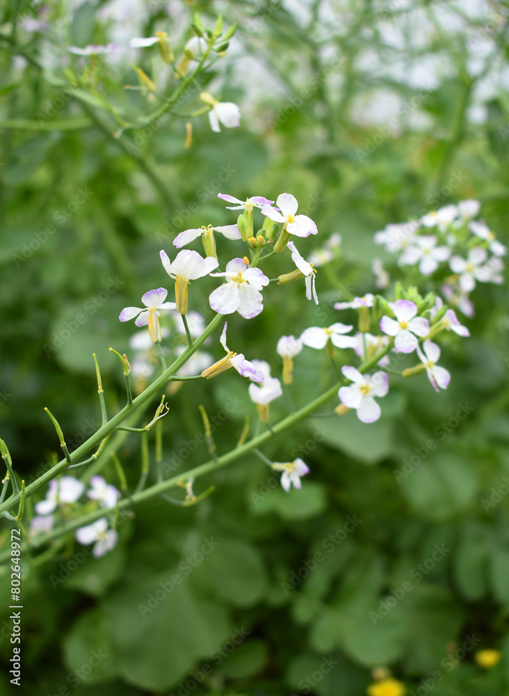 Radish Flower. small Radish blossom flowers. Closeup colorful radish flower with green leaves in the spring, spring blossom Radish Flower. small Radish blossom flowers. Closeup colorful radish flower with green leaves in the spring, spring blossom