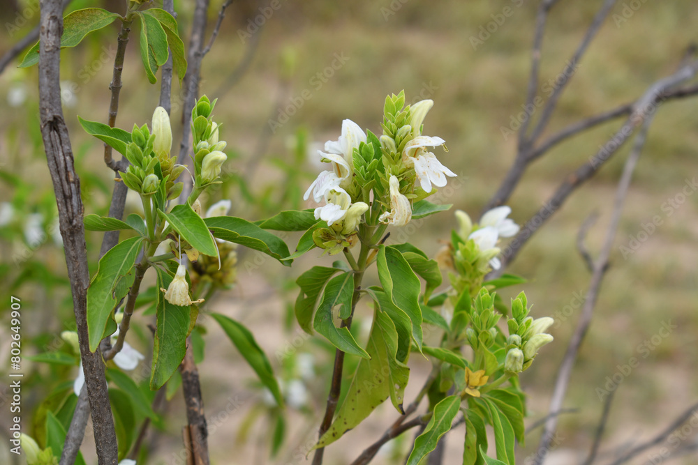 A green Plant of Justicia adhatoda vasica or malabar nut plant in selective focus and background blur, the white Justicia adhatoda blossom in spring, Chakwal, Punjab, Pakistan A green Plant of Justicia adhatoda vasica or malabar nut plant in selective focus and background blur, the white Justicia adhatoda blossom in spring, Chakwal, Punjab, Pakistan