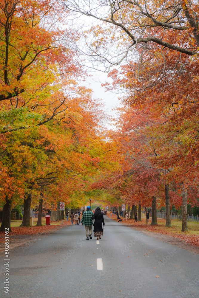 Autumn trees in a park on a cloudy day at Honour Avenue in Mount Macedon