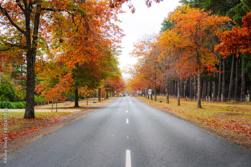 Autumn trees in a park on a cloudy day at Honour Avenue in Mount Macedon