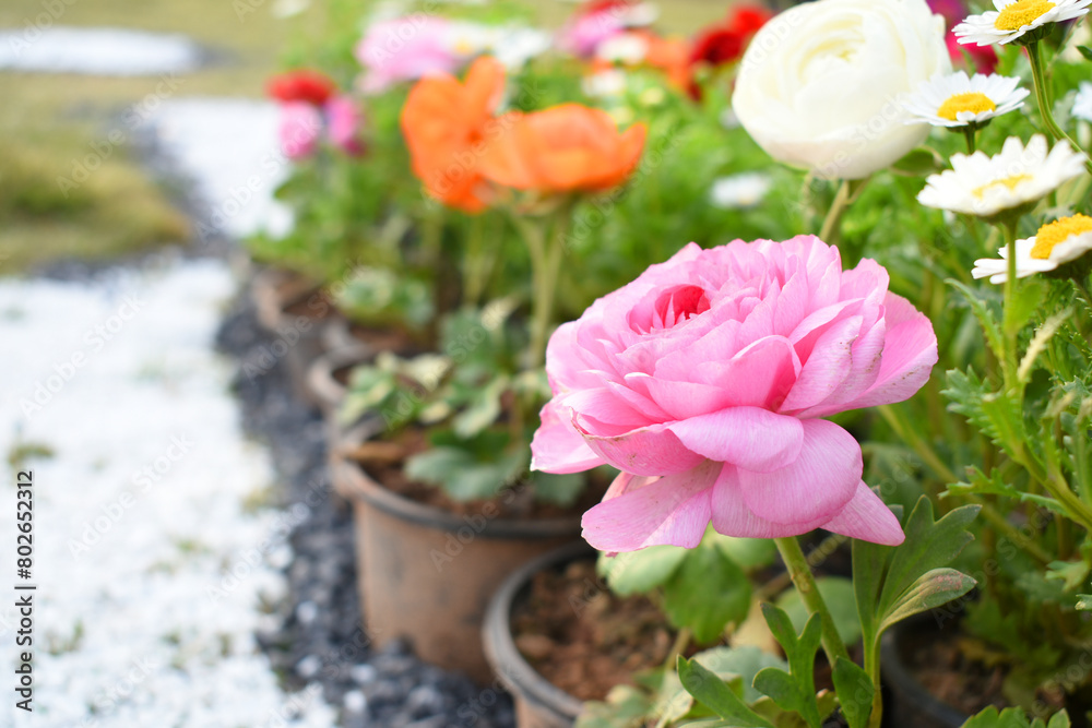 Beautiful pink ranunculus flower growing in an outdoor flower garden. ranunculus flower closeup, pink blooming flower