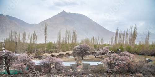 Panoramic view of camping sites in Leh, Ladakh. Landscape view of rocky land and apricot trees surrounded by Himalayas and Dramatic clouds.