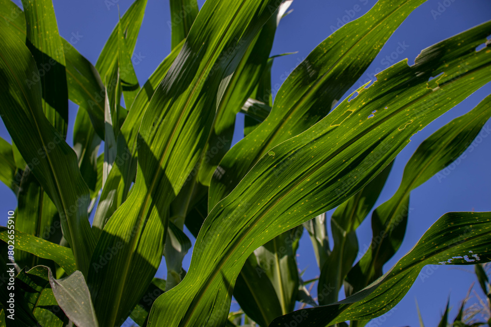 Obraz premium the beauty of the texture of corn leaves illuminated by the sun in the afternoon. fields in the hills planted with corn with the afternoon wind blowing.