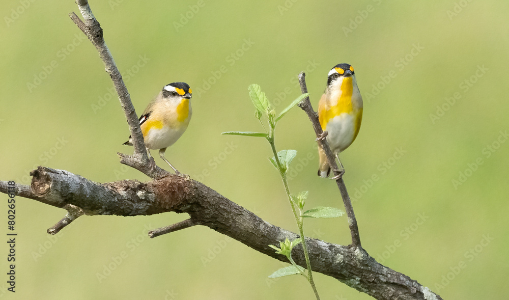 Striated Pardalote (Pardalotus striatus) colorful pair of small birds Striated Pardalote (Pardalotus striatus) colorful pair of small birds