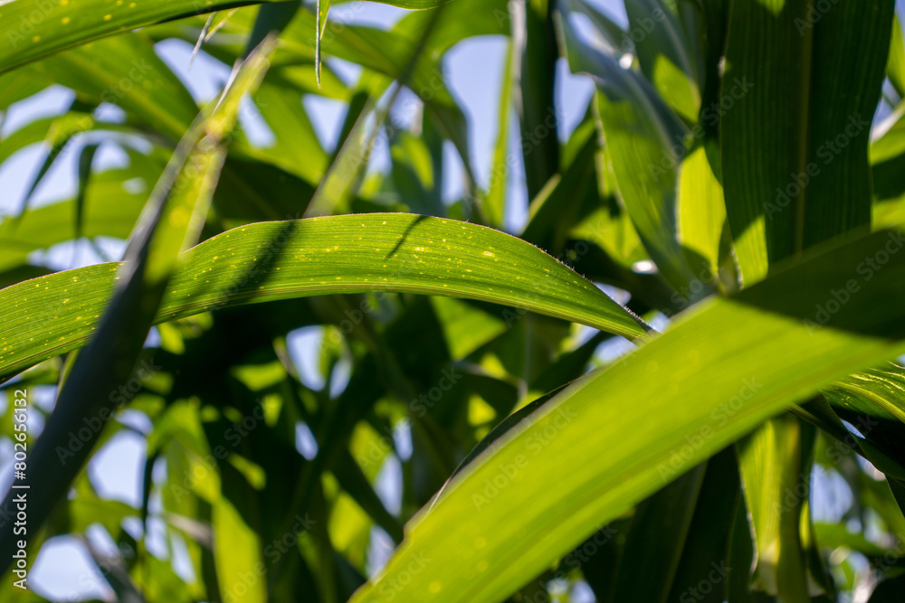 Obraz premium the beauty of the texture of corn leaves illuminated by the sun in the afternoon. fields in the hills planted with corn with the afternoon wind blowing.
