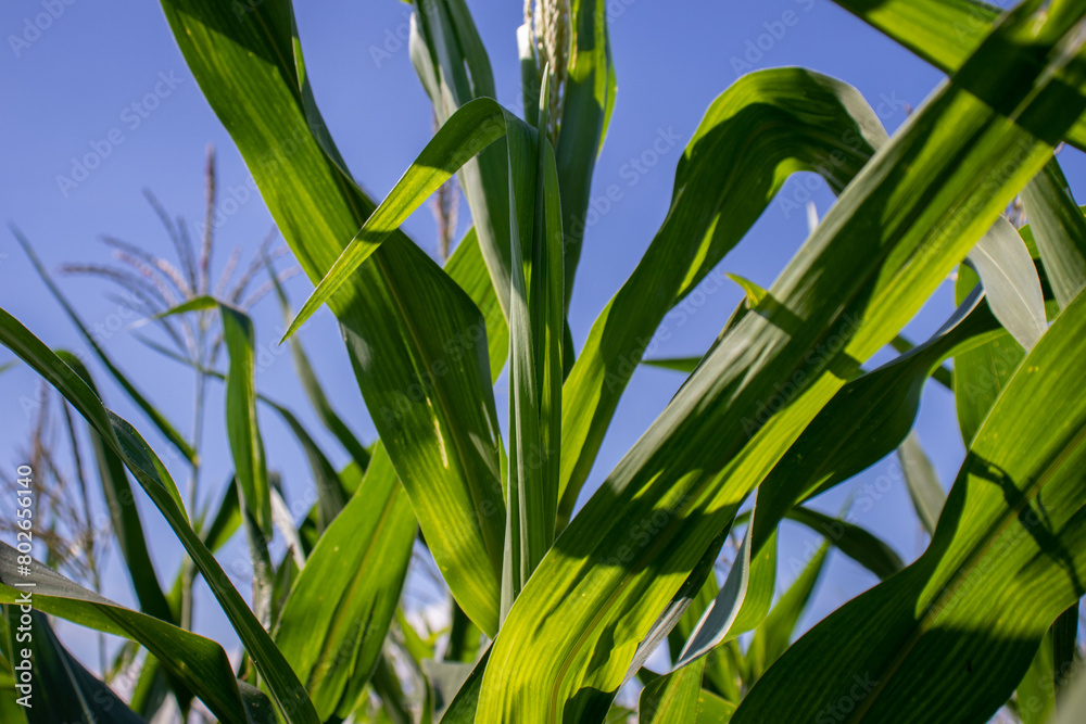 Fototapeta premium the beauty of the texture of corn leaves illuminated by the sun in the afternoon. fields in the hills planted with corn with the afternoon wind blowing.