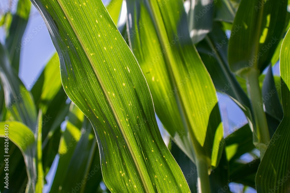 Fototapeta premium the beauty of the texture of corn leaves illuminated by the sun in the afternoon. fields in the hills planted with corn with the afternoon wind blowing.