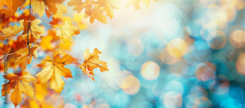 Autumn background with copy space  featuring yellow maple leaves against a blue sky backdrop.