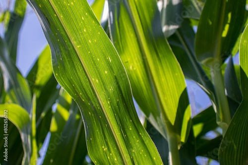 the beauty of the texture of corn leaves illuminated by the sun in the afternoon. fields in the hills planted with corn with the afternoon wind blowing.