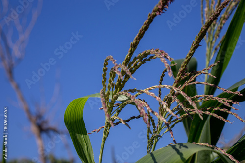 the beauty of the texture of corn leaves illuminated by the sun in the afternoon. fields in the hills planted with corn with the afternoon wind blowing.