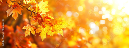 Autumn background with blurred golden maple leaves on a tree branch in sunlight, closeup. Perfect for seasonal designs