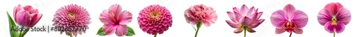 collection of all pink flowers ( Marigold, Tulip, Orchid, Daisy, Peony, Gerbera, Chrysanthemum, Poppy, Lotus ,Violet etc..) isolated on a transparent background .PNG, flowers with clipping path.	
 photo