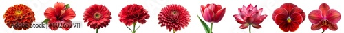 collection of various red flowers ( Marigold, Tulip, Orchid, Daisy, Peony, Gerbera, Chrysanthemum, Poppy, Lotus ,Violet etc..) isolated on a transparent background .PNG, with clipping path.	
 photo