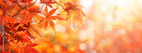 Autumn background with blurred golden maple leaves on a tree branch in sunlight, closeup. Perfect for seasonal designs