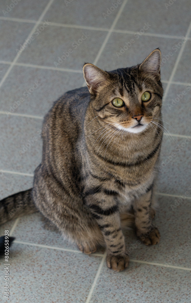 portrait of a cat