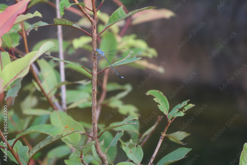 Extreme macro shot, detail of dragonfly wings. isolated on the background of a tree and a human hand Extreme macro shot, detail of dragonfly wings. isolated on the background of a tree and a human hand