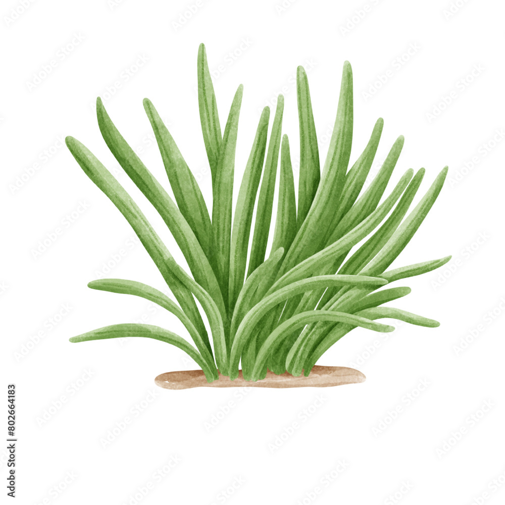 Grass Grass