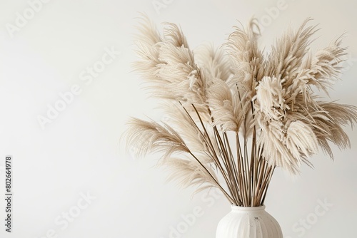Pampas grass in vase on white background 