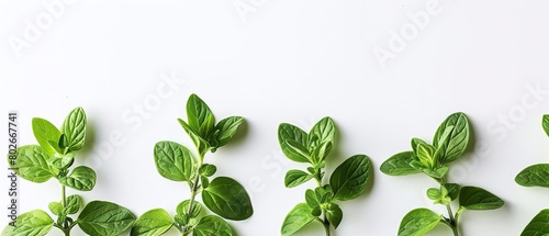 A close shot of reshly picked oregano on a clean white surface with a big space for text or product advertisement background, Generative AI.