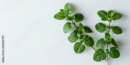 A close shot of reshly picked oregano on a clean white surface with a big space for text or product advertisement background, Generative AI.