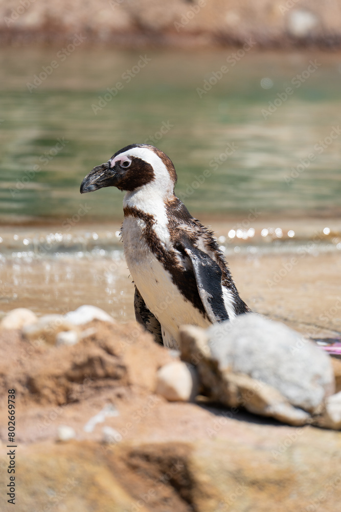 Fototapeta premium animal penguin