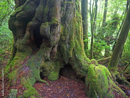 Buddhasugi  famous Giant old Yakusugi cedar moss covered tree in Yakushima mystical green forest