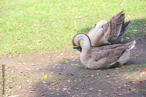 Goose sitting on ground grass garden background