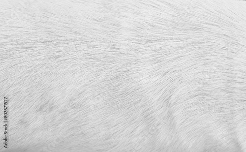Fur cat texture soft smooth pattern white grey light background