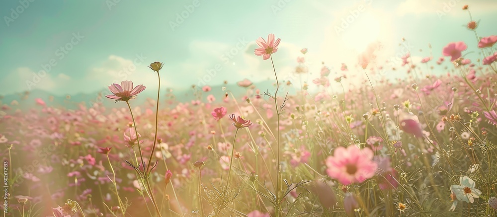 Field of blooming flowers under a clear sky