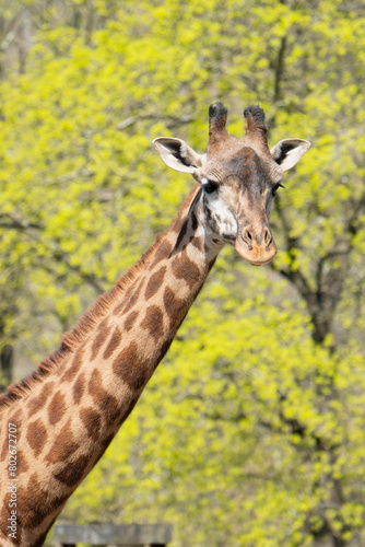 giraffe in the zoo © Roberto