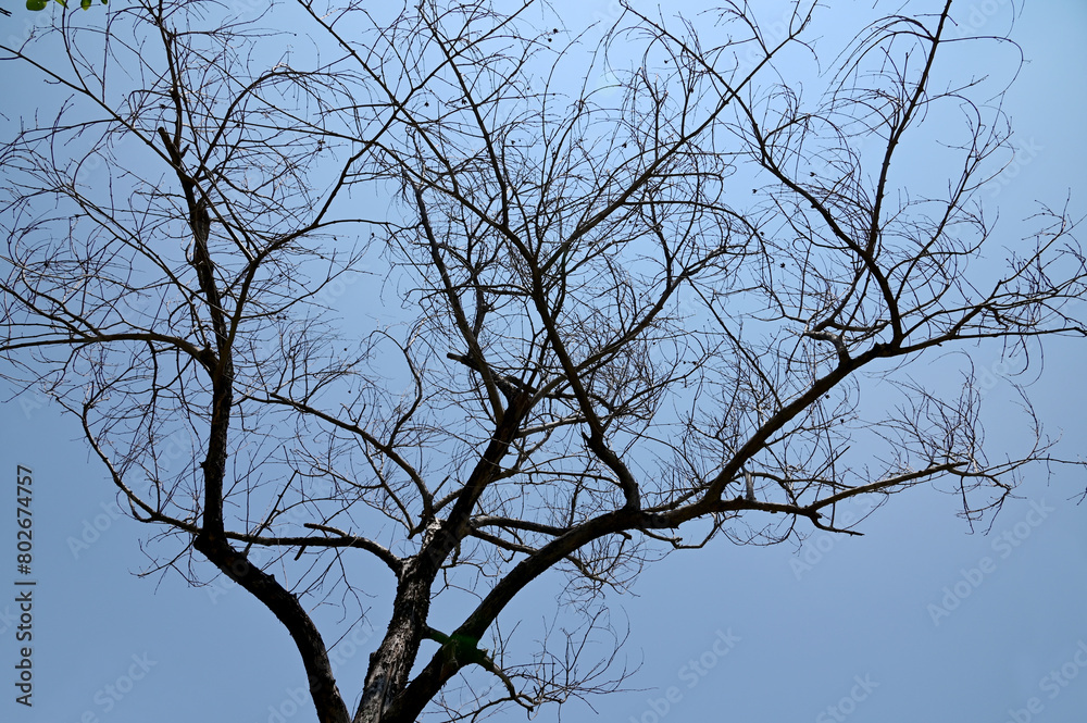 View under of the tree dry leaves and branches spread over the blue sky background in Thailand. View under of the tree dry leaves and branches spread over the blue sky background in Thailand.