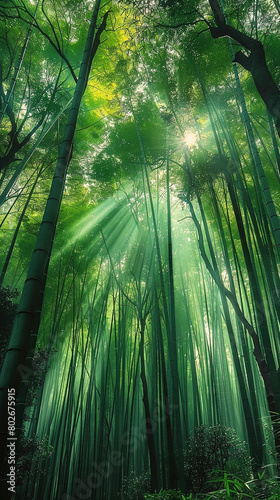 A tranquil bamboo forest with sunlight filtering through the dense canopy  casting enchanting patterns of light and shadow on the forest floor