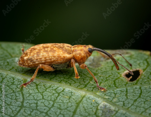 Macrophotography of a Nut Weevil (Curculio nucum) on a green leaf and blurry background.