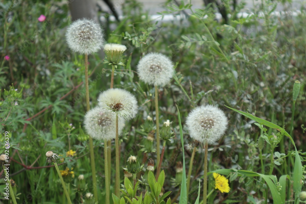 たんぽぽの綿毛