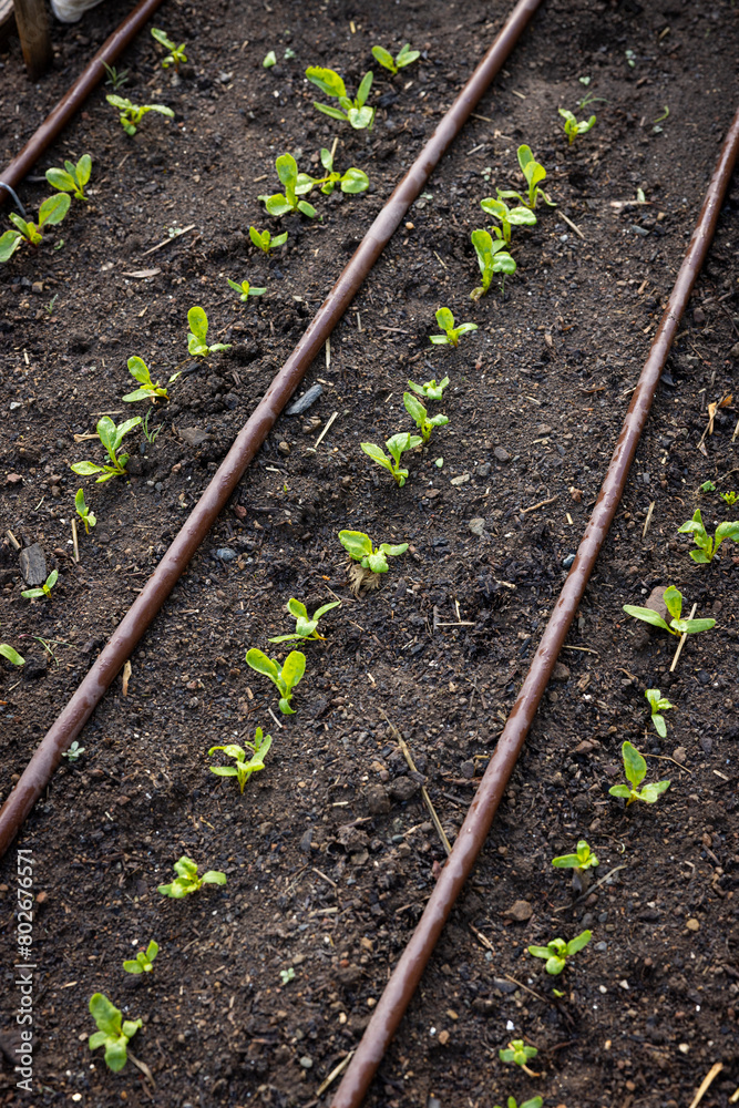 Row of irrigated spinach seedlings growing in an organic farm Row of irrigated spinach seedlings growing in an organic farm