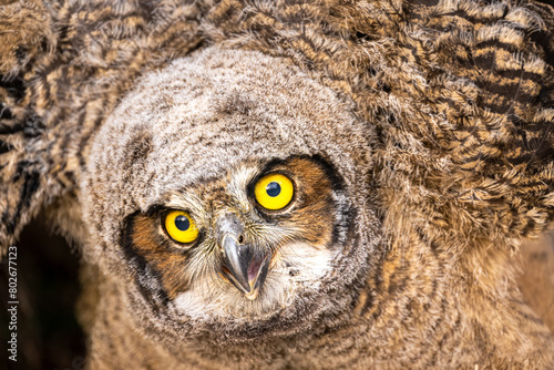 Young Great Horned Owl (Bubo virginianus)