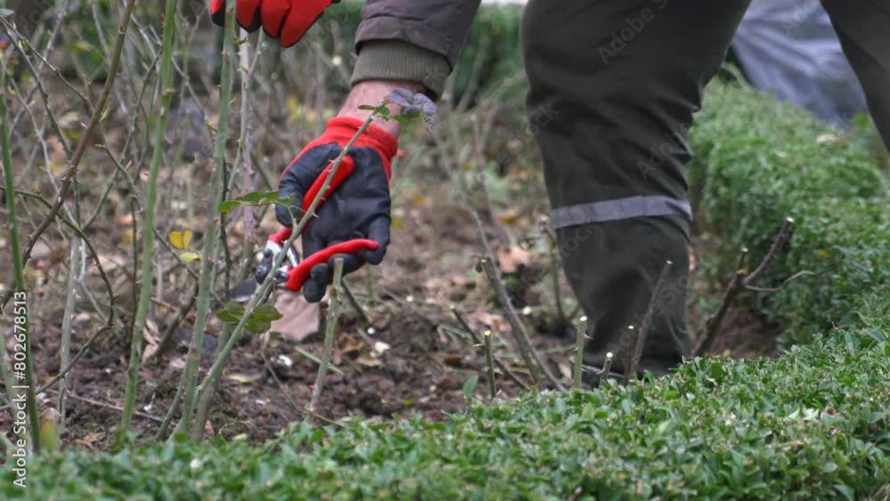 person kneeling on soil, cutting tree branches with scissors person kneeling on soil, cutting tree branches with scissors