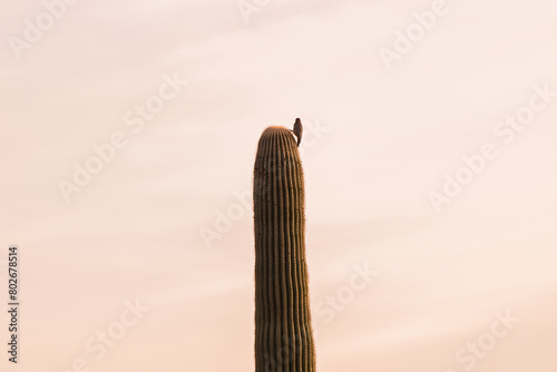 hummingbird on a cactus photo