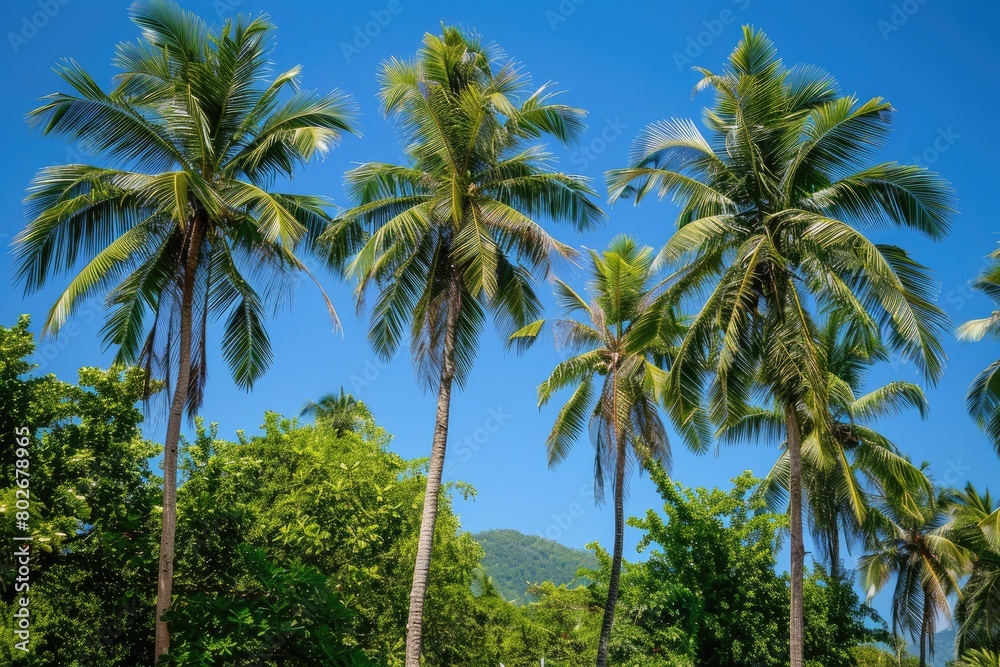 Obraz premium beautyful palmtress and Blue sky, summer day background