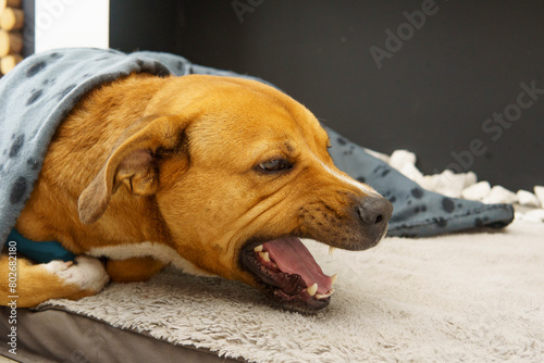 A dog is lying on a bed with a blanket over his head. The dog is sick, coughing