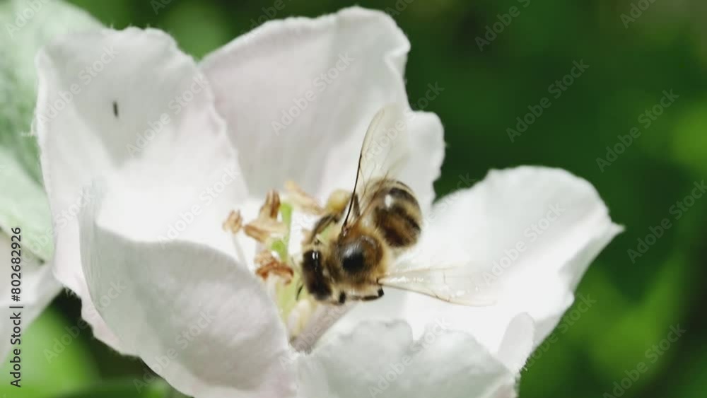 honey bee in a quince flower collecting nectar on a blurred background honey bee in a quince flower collecting nectar on a blurred background